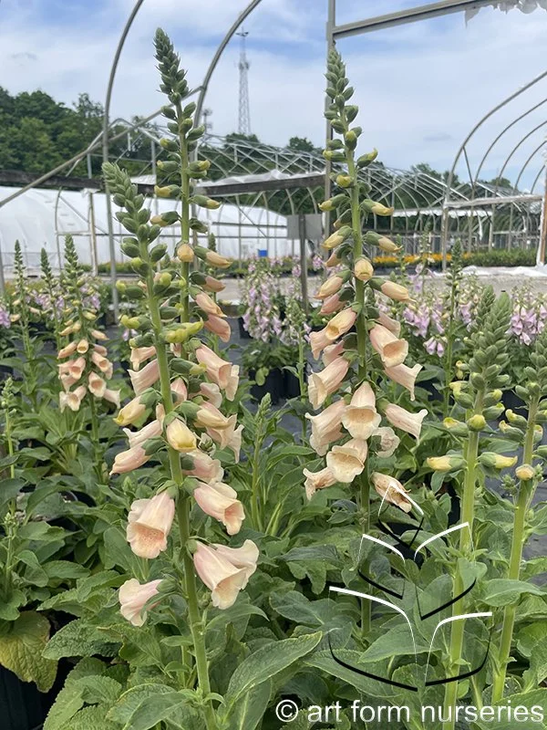 Digitalis purpurea 'Dalmation Peach'