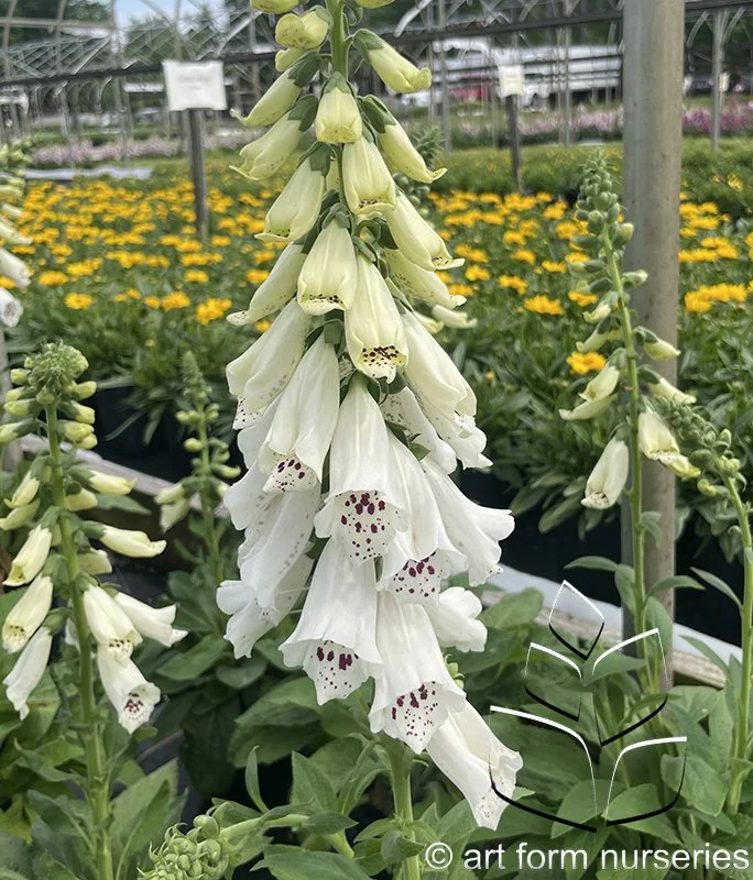 Digitalis purpurea 'Dalmation White'