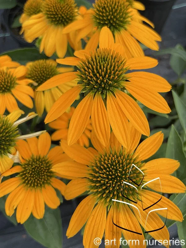 Echinacea x hybrida 'Artisan Yellow Ombre'