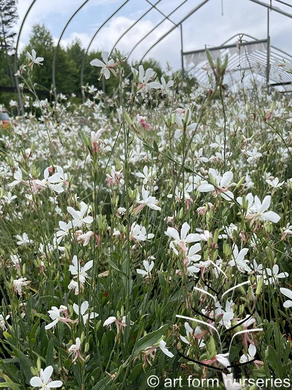 Gaura lindheimeri 'Belleza White'