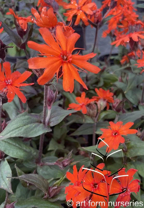 Lychnis x arkwrightii 'Orange Zwerg'