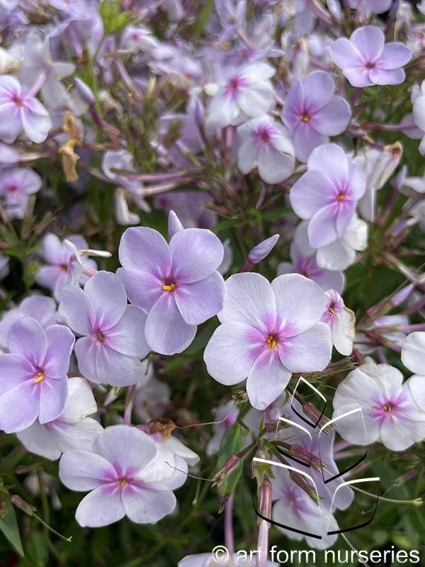 Phlox 'Opening Act Pink-A-Dot'