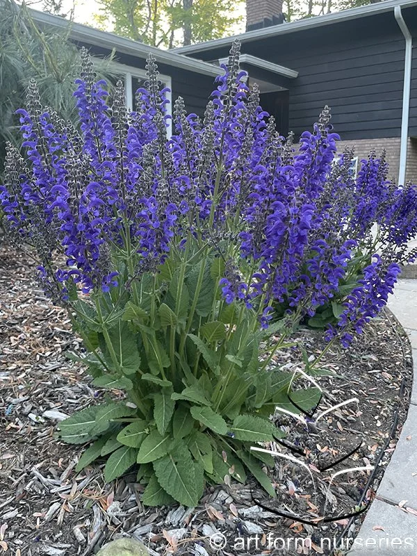 Salvia Fashionista 'Evening Attire'