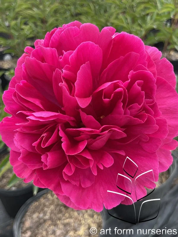 Paeonia 'Kansas'