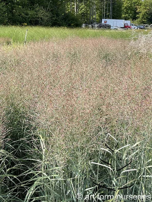 Panicum virgatum 'Prairie Dog'