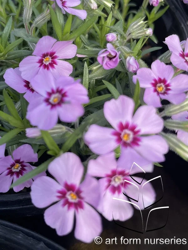 Phlox subulata 'Eye Candy'