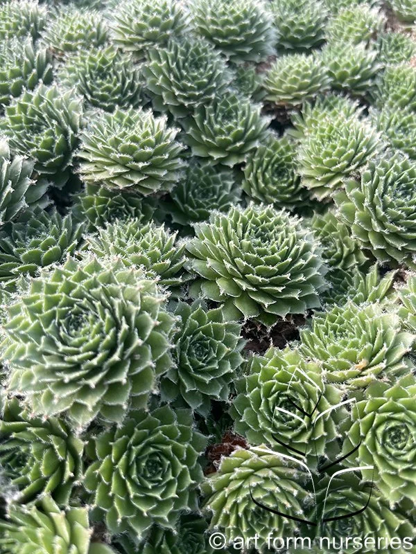 Sempervivum 'Piloseum'
