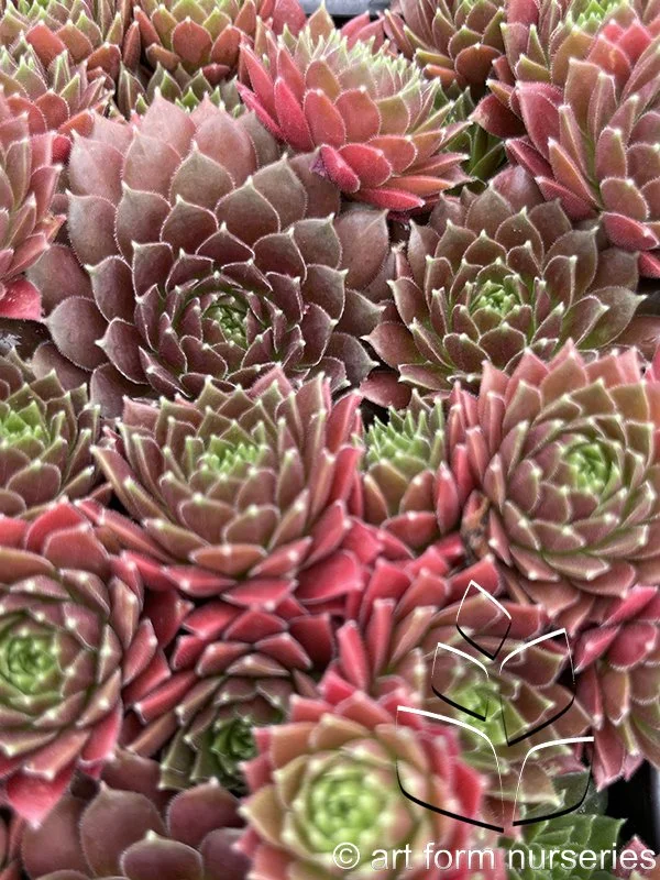 Sempervivum 'Coral Red'