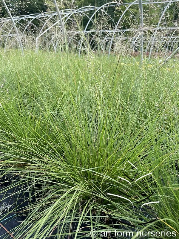 Sporobolus heterolepis