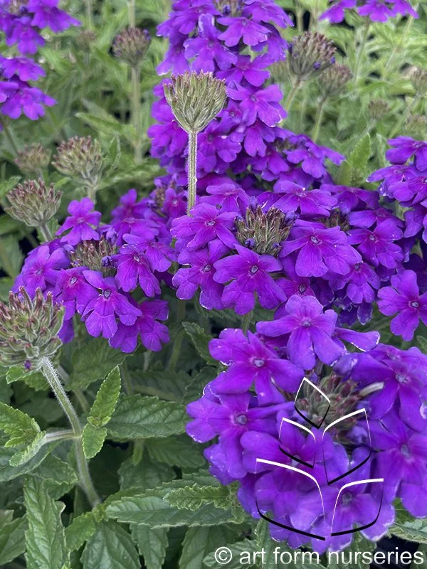 Verbena 'EnduraScape Dark Purple'