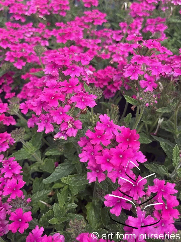 Verbena 'EnduraScape Magenta'