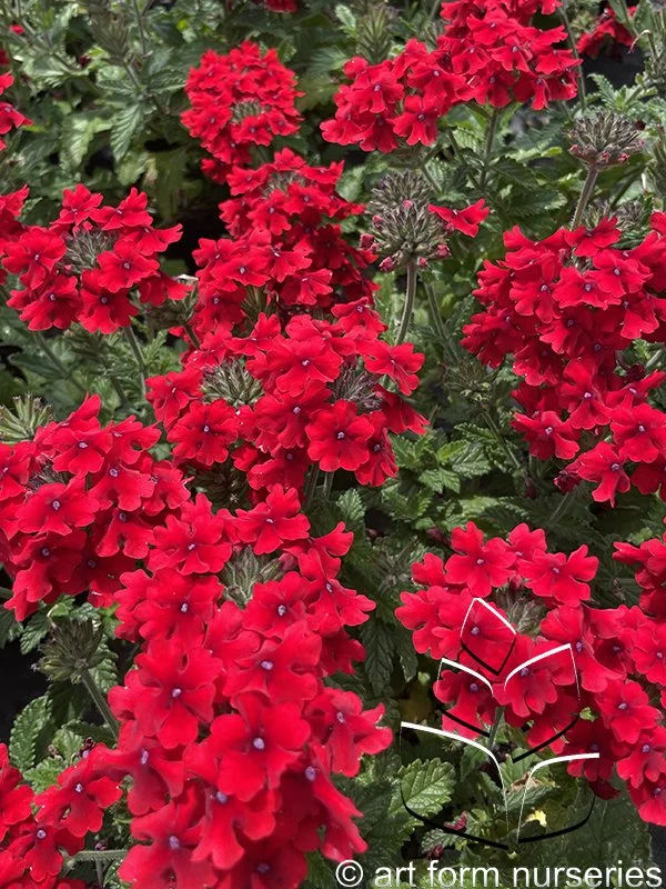 Verbena 'EnduraScape Red'