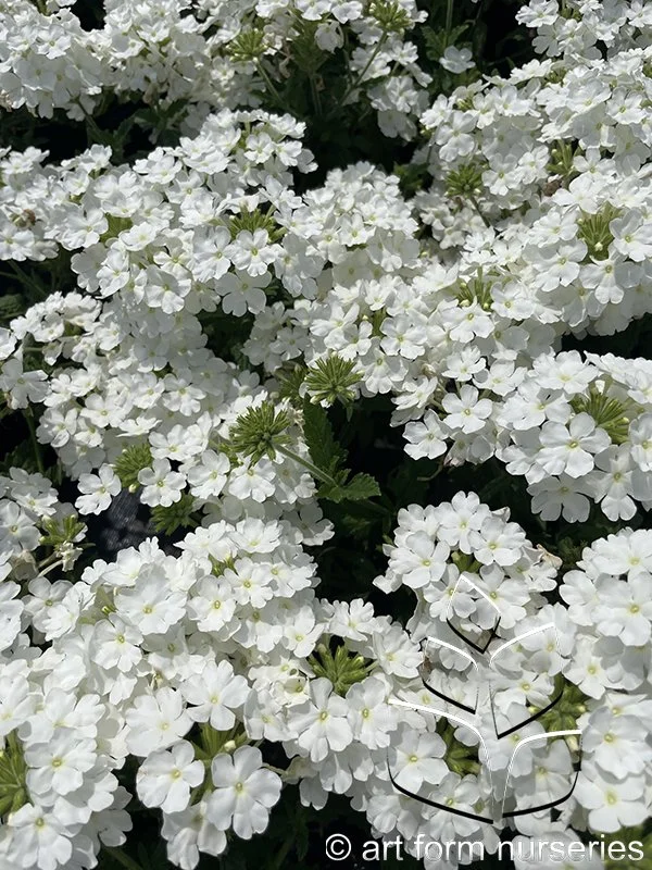 Verbena 'EnduraScape White'