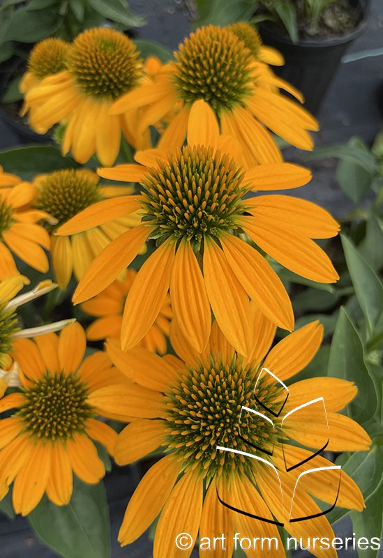 Echinacea x hybrida 'Artisan Yellow Ombre'