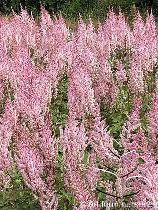 Astilbe chinensis 'Mighty Pip'