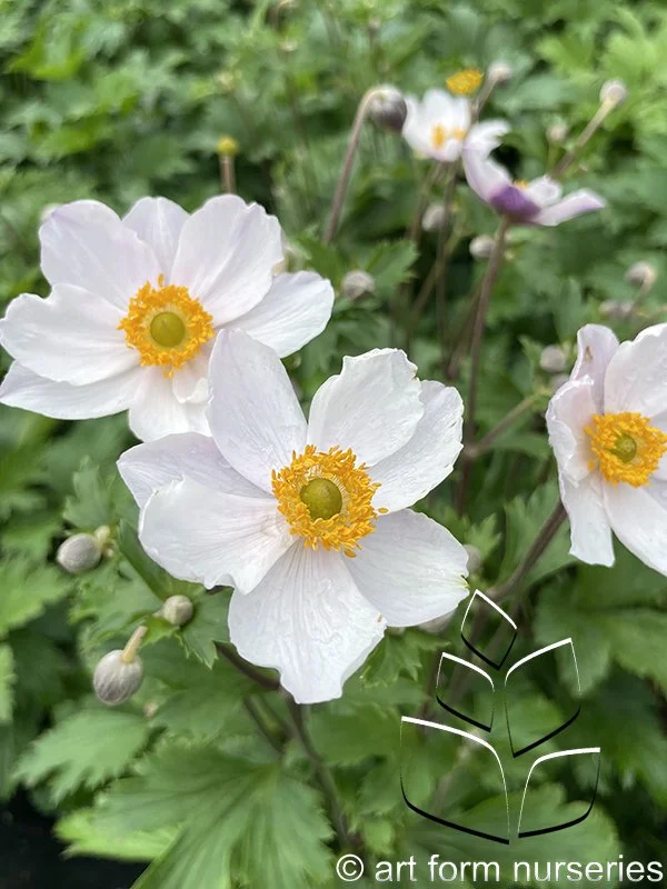 Anemone 'Elfin Swan'
