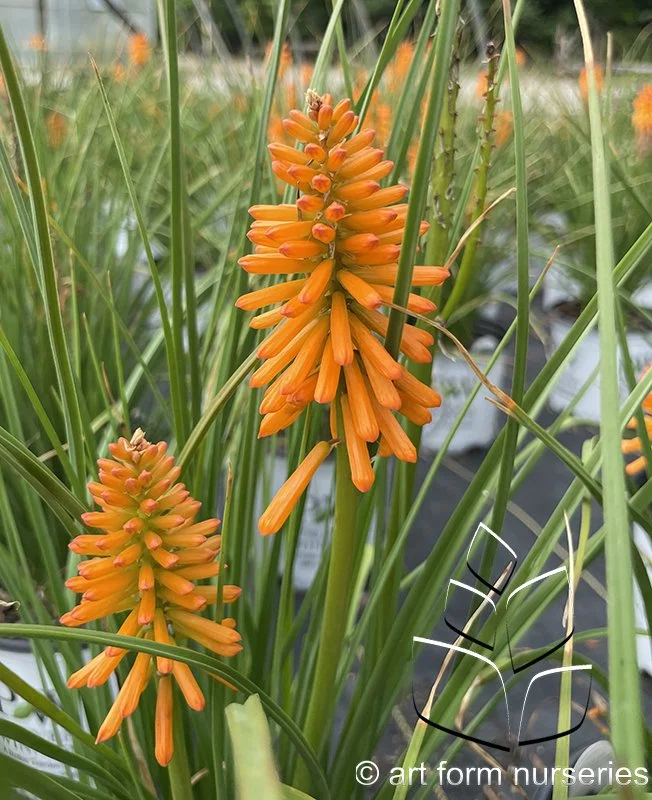 Kniphofia 'Orange Blaze'