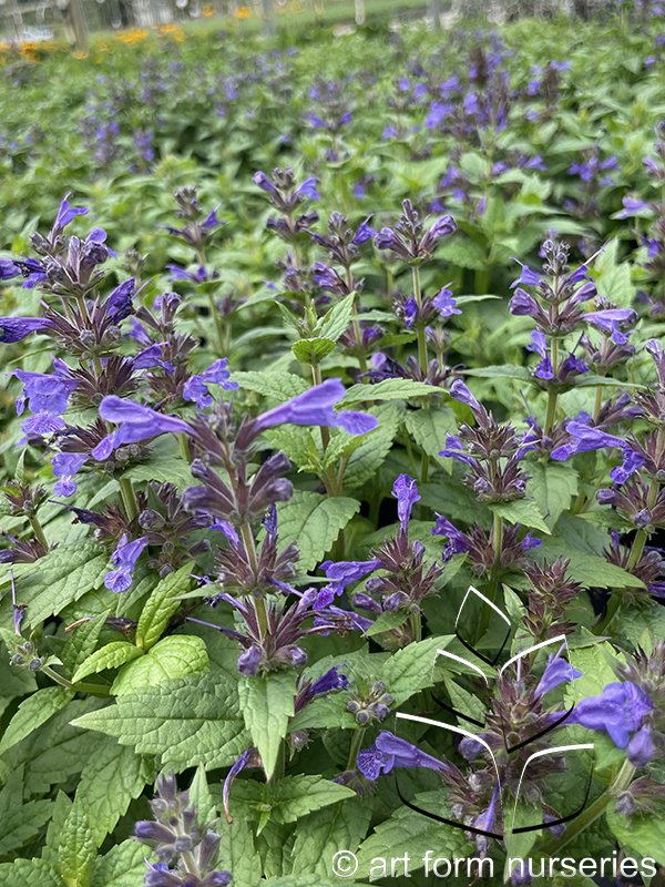Nepeta 'Neptune'