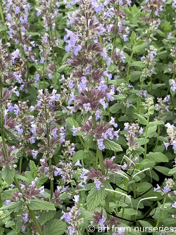 Nepeta 'Summer Magic'