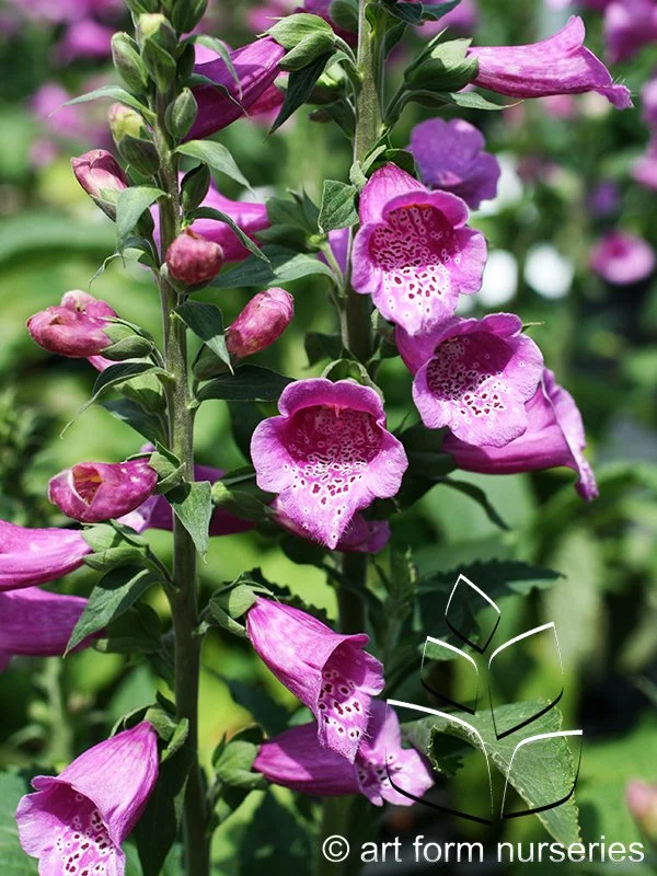 Digitalis purpurea 'Dalmation Purple'