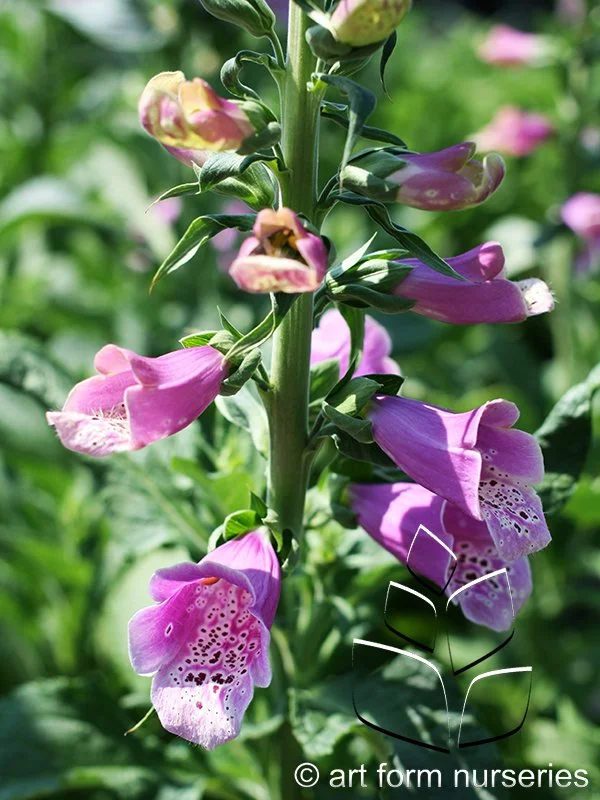 Digitalis purpurea 'Dalmation Rose'