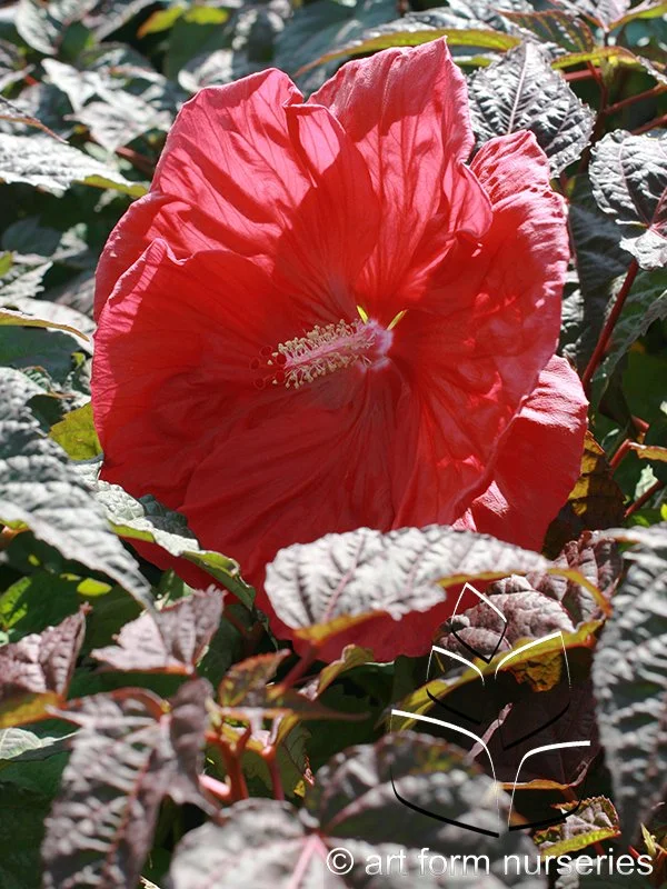 Hibiscus 'Mars Madness'