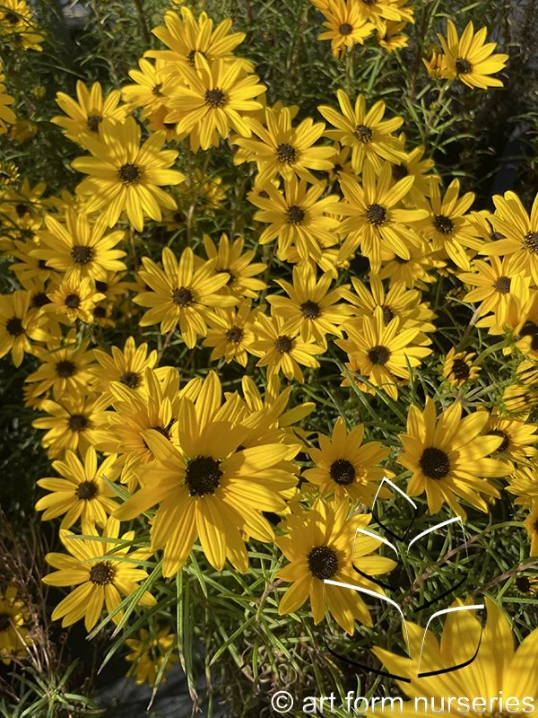Helianthus salicifolius 'Autumn Gold'