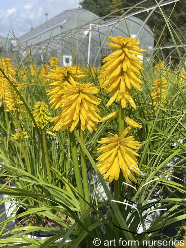 Kniphofia Pyromania 'Solar Flare'