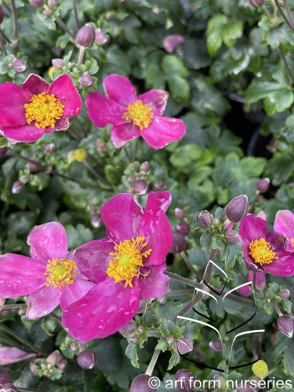 Anemone 'Fantasy Red Riding Hood'