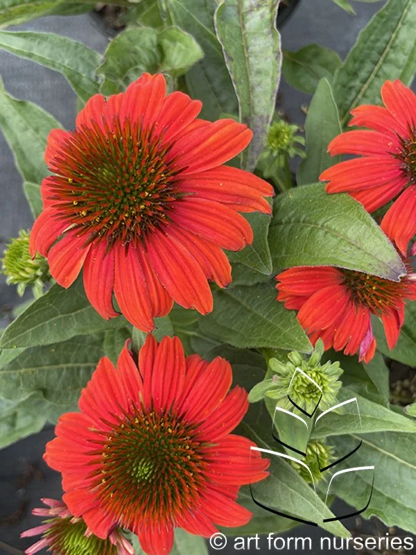 Echinacea x hybrida 'Artisan Red Ombre'