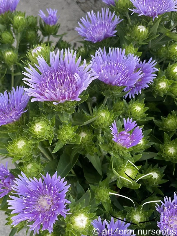 Stokesia laevis 'Mel's Blue'