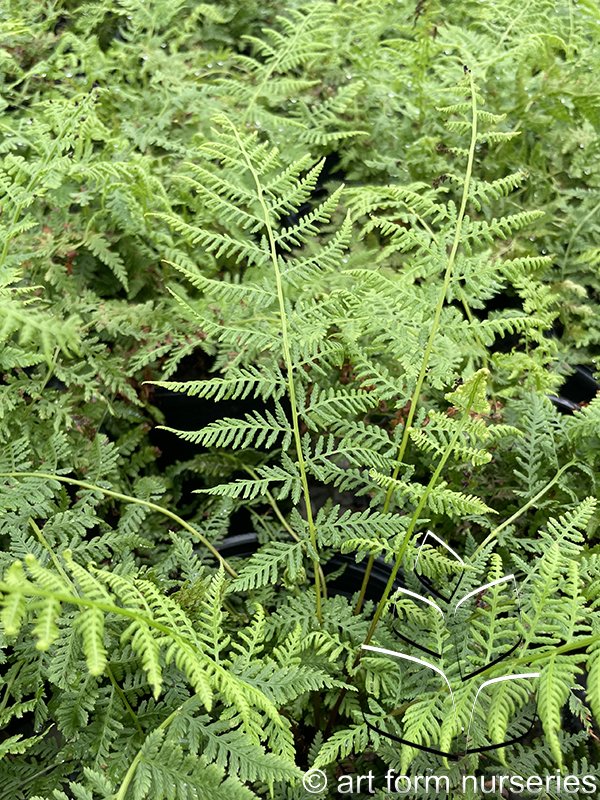 Athyrium filix-femina 