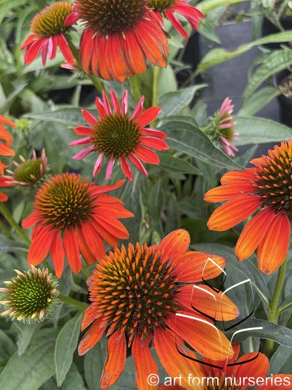 Echinacea x hybrida 'Artisan Soft Orange'