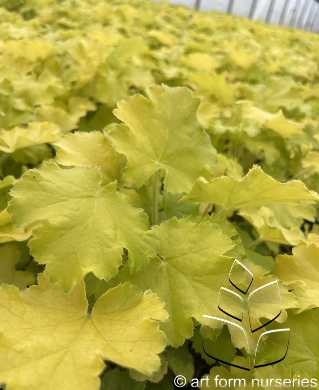 Heuchera 'Lemon Love'