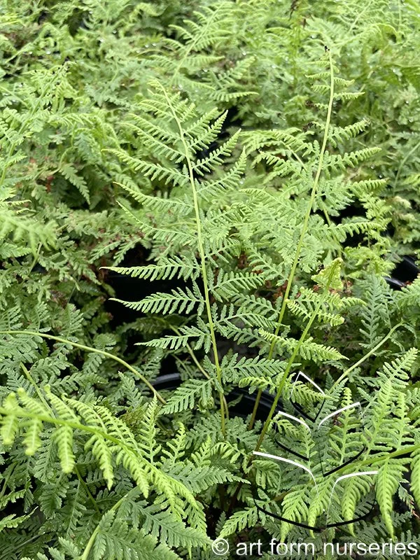 Athyrium filix-femina 
