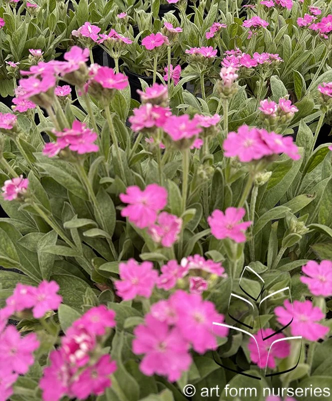 Lychnis flos-jovis 'Peggy'