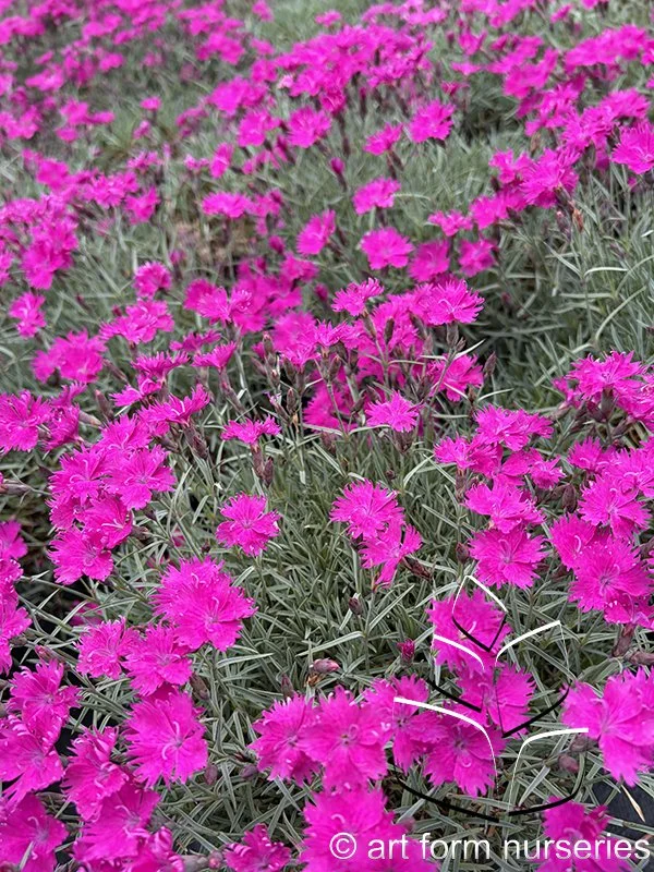 Dianthus 'Fuchsia Fire'