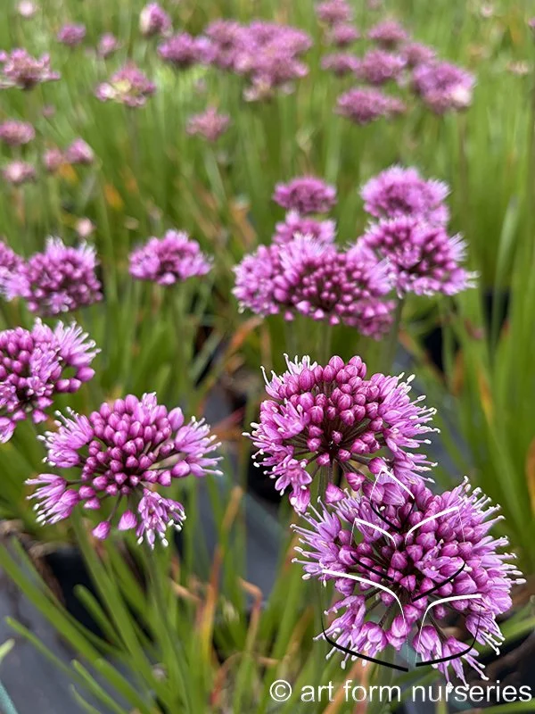 Allium 'Windy City'