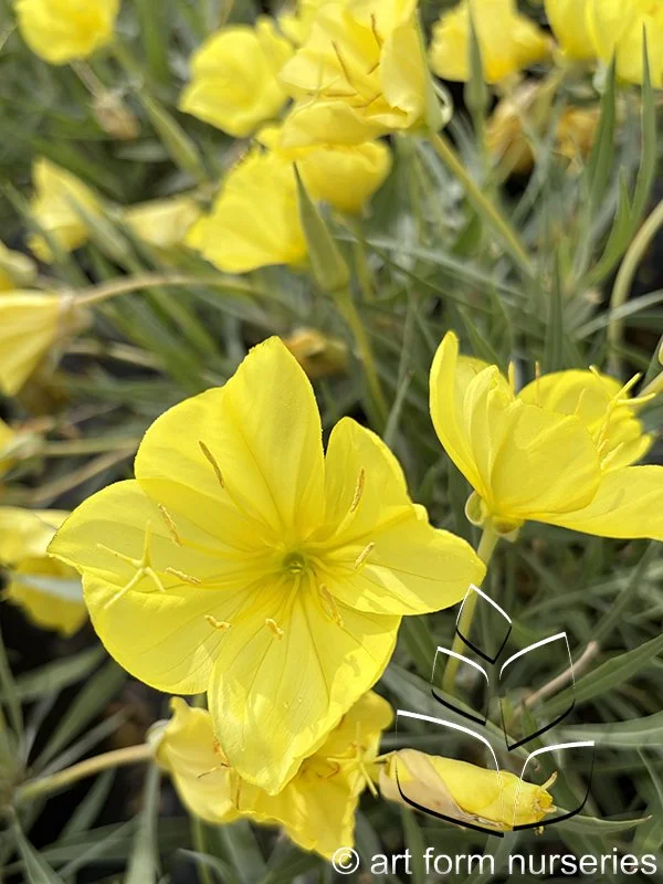 Oenothera missouriensis 'Evening Sun'