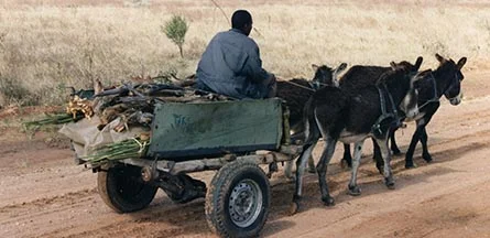 Photo by I. Murphy Lewis