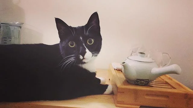 This day last year I brought home this guy👻 Chuck has brought about as much joy to our lives as he&rsquo;s brought destruction to our blinds. .
.
#teatime #catsoﬁnstagram #halloween #happybirthday