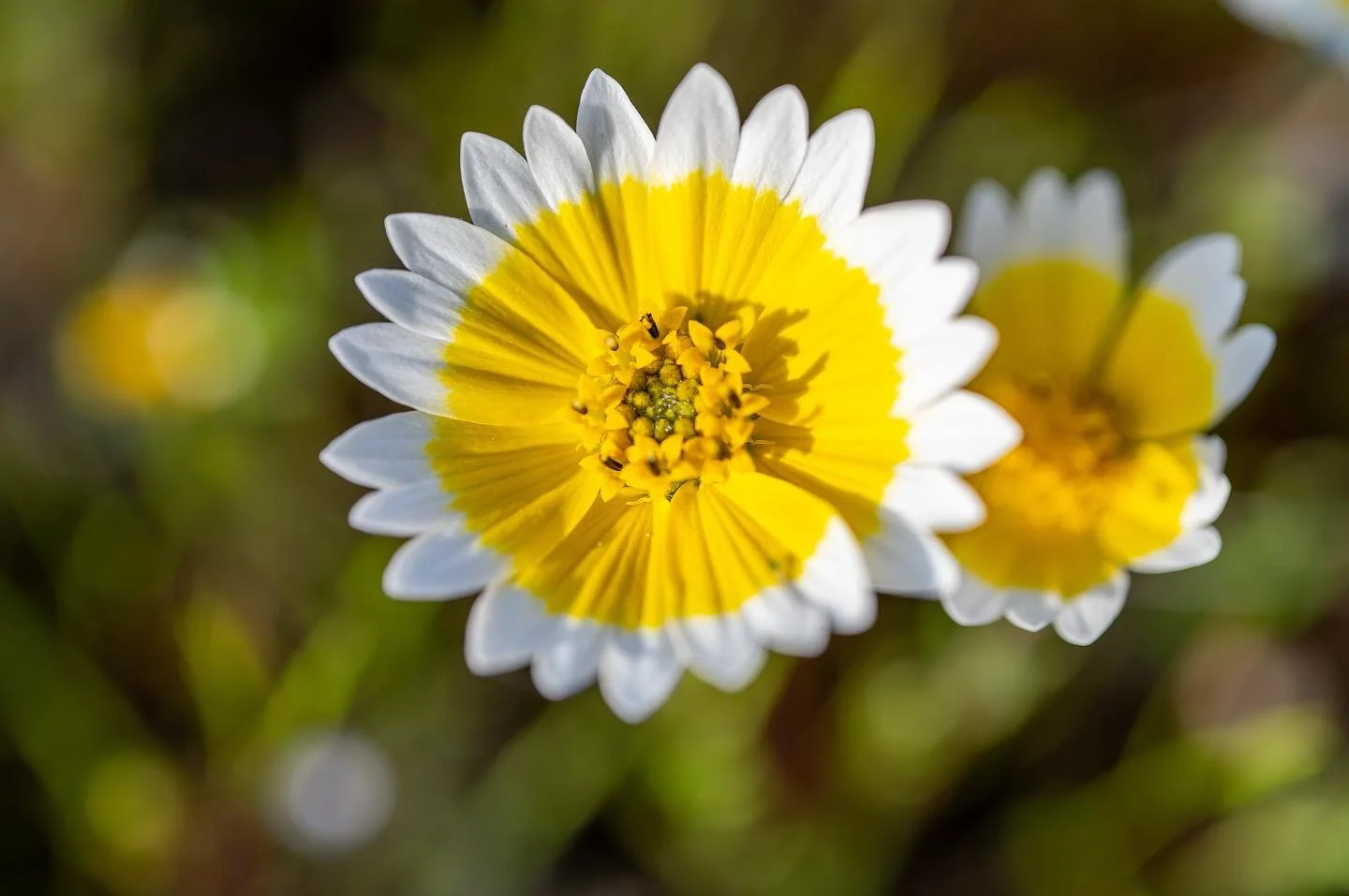 Layia platyglossa, also known as Tidy Tips, thrive in the lush prairies of California. This vibrant flower holds significant value among California indigenous peoples, the flowers seeds previously collected in quantities that would astound us to toda