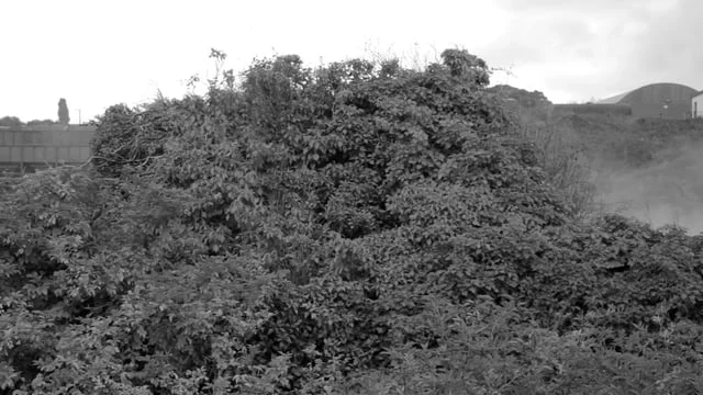 These islands, Ballysadare, Co. Sligo