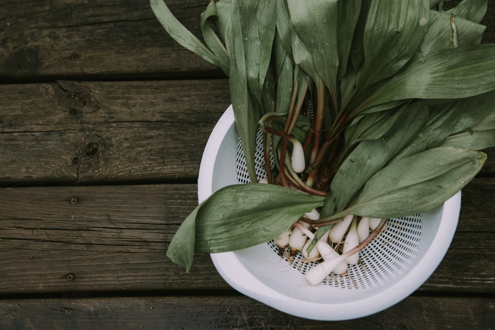 Foraging for Ramps