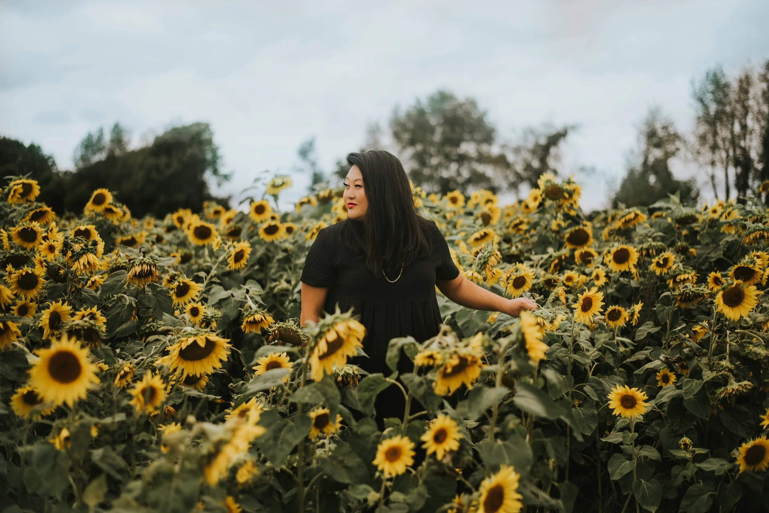 The Story of a Sunflower Field