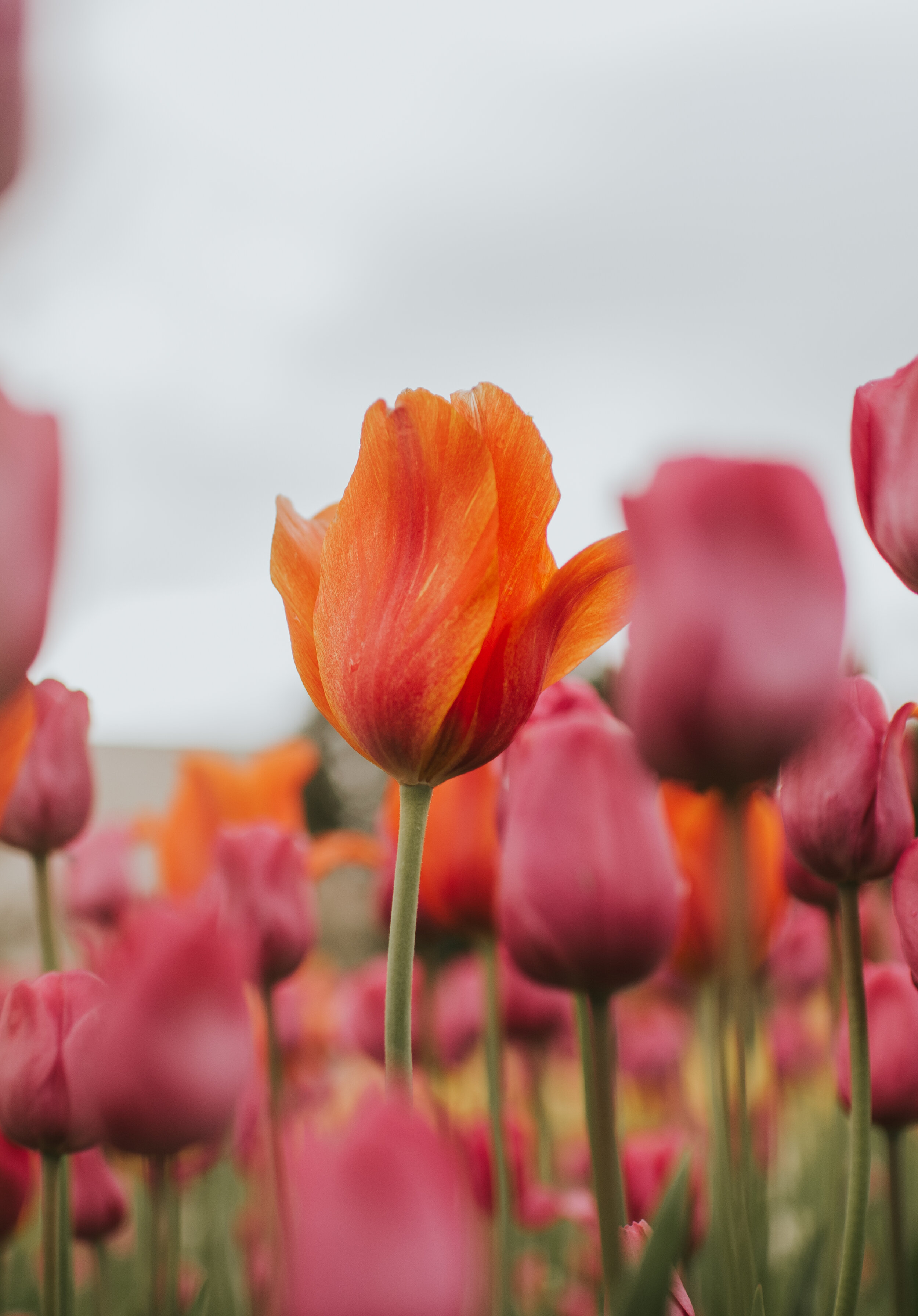 tulip-time-holland-michigan