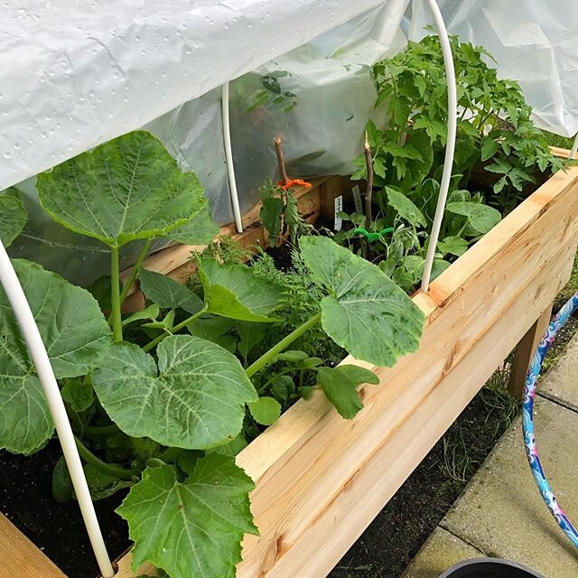 Garden coming along nicely. Grading in the garage. #zuchinni #peas #tomatoes #radishes #rubrics