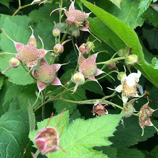 The thimble berries are going to be bountiful....#burkemountain #vitaminc