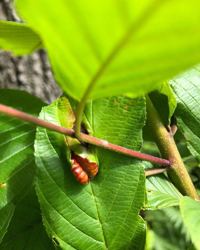 #leaf #lips