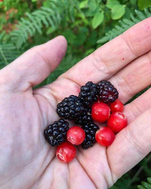 Pacific trailing wild blackberries and red huckleberries! #rubusursinus #vacciniumparvifolium  bring a #bearbell